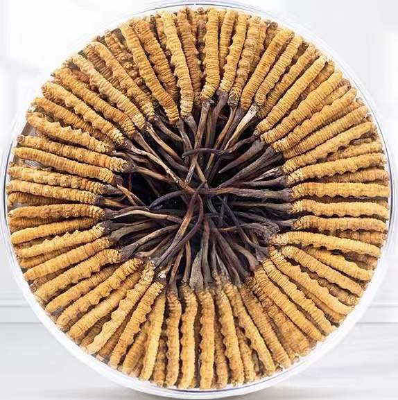 焉耆冬虫夏草回收